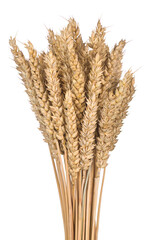 Fototapeta premium Triticum aestivum ears