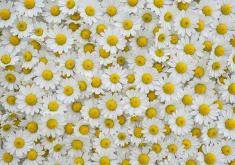 A dense field of white daisies with bright yellow centers covering the entire frame in a floral pattern