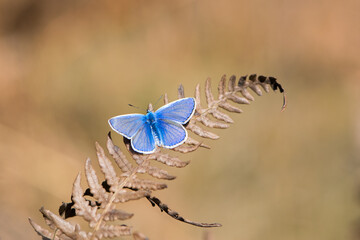Cyaniris. Common blue butterfly Polyommatus icarus sits on dry grass straw. Polyommatus semiargus. butterfly sits on a dried plant fern. beautiful photo for background, postcard, space for text. macro