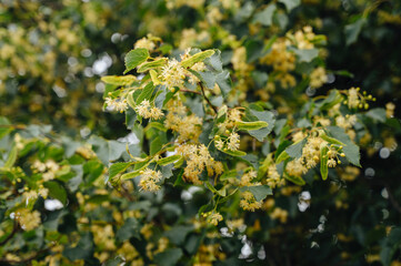Linden tree flowers clusters tilia cordata, Pharmacy, apothecary, natural medicine, healing herbal tea