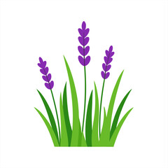 Lavender Sprigs in Lush Green Grass Vector on White Background
