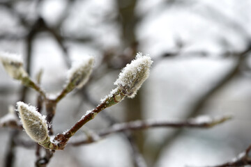 magnolia buds in ice. magnolia branch in early spring, close-up. Magnolia buds after the first...