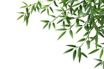 Fototapeta premium Green bamboo branch with vibrant leaves displayed against a transparent background creating a fresh and natural aesthetic for design purposes