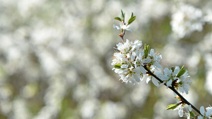 Twig of flowering blackthorn, Prunus spinosa, in spring. white flowers, natural floral background. delicate spring flowers, close-up. spring natural background, flowering tree