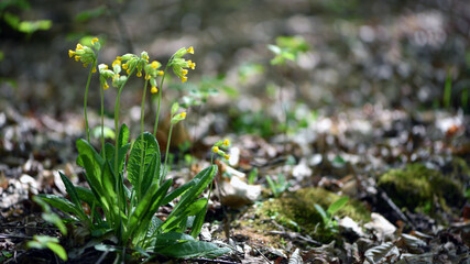 Cabrillo Yellow. Primula veris in May in the forest. the cowslip, common cowslip, cowslip primrose, Primula officinalis Hill, is a herbaceous perennial flowering plant. beauty in nature, spring forest