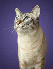 Tabby cat with blue eyes isolated on purple background