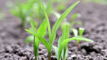 A small plant in soil, corn leaves, green sprout. Ecology, environmental protection. Greenhouse work. corn seedlings in field, small plants. spring, start of work, agriculture, close-up