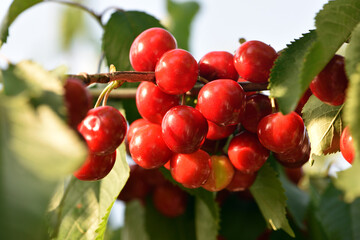 The fresh dark red cherries hanging on the tree at orchard, Selective focus of ripe prunus avium,...