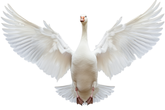Majestic white goose spreading its wings in a striking display of beauty and elegance during a serene moment in nature