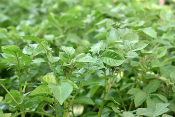 potato plant leaves. New potato Leafs, Agriculture and organic food. farmland, agricultural business, good harvest. vegetables in the garden close-up. planted field