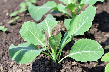 young cabbage seedling with fresh green leaves, highlighting textures and growth. Perfect for...