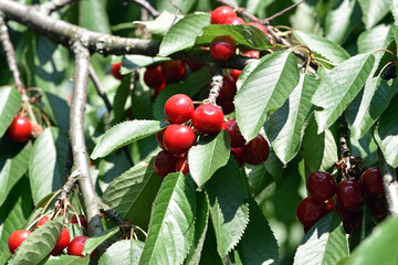 The fresh dark red cherries hanging on the tree at orchard, Selective focus of ripe prunus avium,...