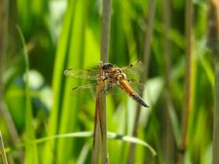 Four-spotted Chaser Resting
