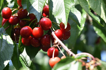 The fresh dark red cherries hanging on the tree at orchard, Selective focus of ripe prunus avium,...
