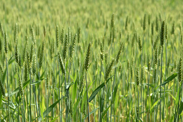 spikelets. Fresh green young unripe juicy spikelets of wheat on a blurred green field. Oats, rye, barley. harvest in spring or summer, closeup of a field. agricultural field, agriculture, farmland