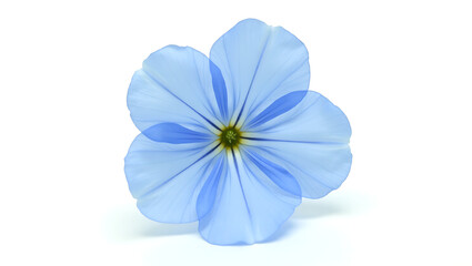 blue flower isolated on white