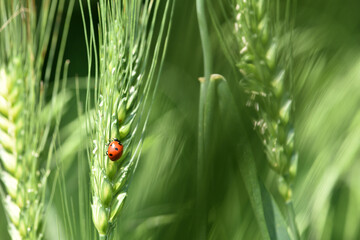 ladybug sitting on the wheat ears or pods. Unripe green wheat plants growing in large farm field. insects feeding crops in rural villages. agribusiness, farmland. parasites spoil the harvest close-up
