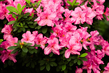 Bright pink azalea blooms showcase vibrant colors in a lush garden during springtime