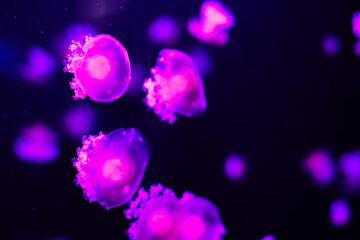 Colorful jellyfish swim gracefully in a dark aquatic environment illuminated by purple lighting