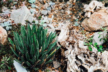 Vibrant green plant thriving among rocks and natural elements in a garden setting