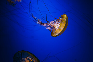Vibrant jellyfish gracefully swimming in deep blue water at an aquarium exhibit
