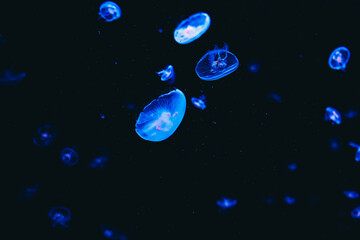 Colorful jellyfish swimming gracefully in an aquarium during a nighttime display