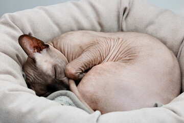 Sphynx cat resting peacefully in cozy bed during quiet afternoon indoors