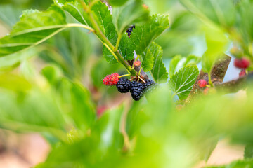 Close up of Ever-bearing Red Mulberry Shrub with Red and Black Berries