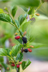 Close up of Ever-bearing Red Mulberry Shrub with Red and Black Berries