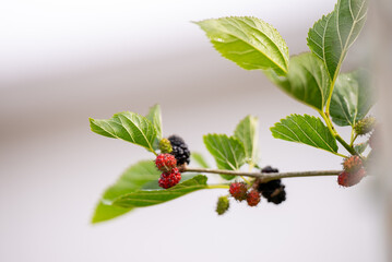 Close up of Ever-bearing Red Mulberry Shrub with Red and Black Berries