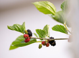 Close up of Ever-bearing Red Mulberry Shrub with Red and Black Berries