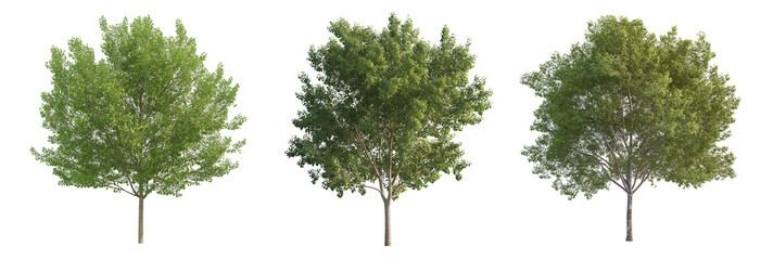 Set of Populus maximowiczii trees isolated png on transparent background