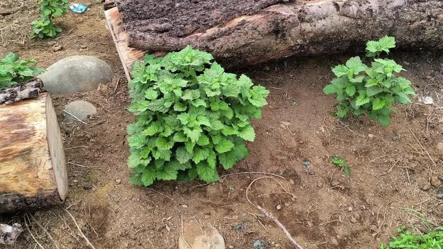 patchouli plant in the morning