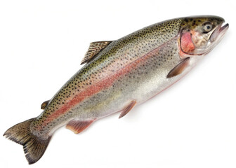 "High-resolution PNG image of a trout fish, isolated on a clean white background, sharp details, vibrant natural colors, no shadows or reflections."
