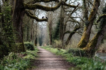 Obraz premium A peaceful forest path stretches through lush greenery with moss-covered trees, while two birds rest on a nearby branch amidst the tranquility