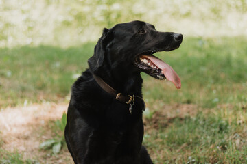 Profile of happy black dog panting with tongue out on green grass wearing leather collar and tags...