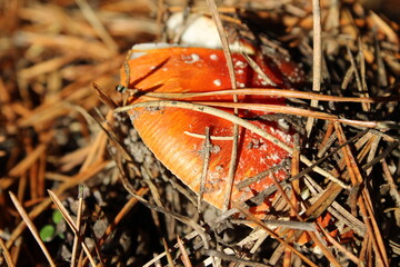 Close-up of a red mushroom partially covered with pine needles in autumn forest
