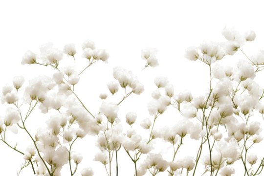 Delicate Babys Breath Gypsophila flowers on transparent background showcasing their ethereal beauty in soft white hues perfect for floral arrangements