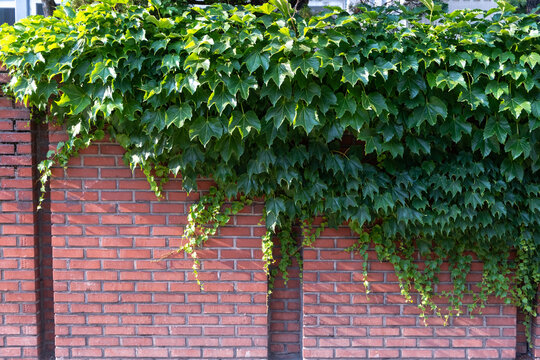 Red brick wall covered by green climbing plant - Powered by Adobe