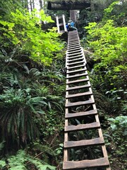 Hiker Climbing up a Tall 90 Degree Wooden Ladder on the West Coast Trail, B.C., Canada