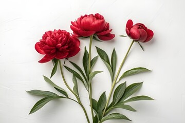 Obraz premium Red Peony Bouquet on White Background with Green Leaves
