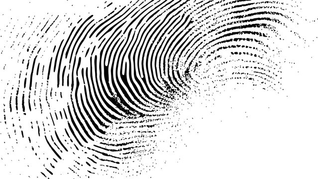  Vector white and black fingerprint texture. Black fingerprint on white transparent background.	