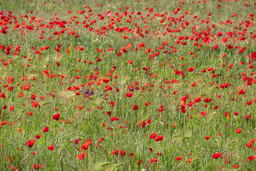 Fototapeta premium Organic farming, lots of Poppies and some Cornflowers in wheatfield in spring