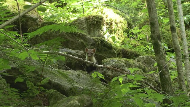 Martes foina faina animal marten	