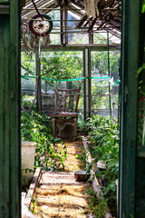 A glimpse inside a weathered, overgrown greenhouse reveals a solitary wooden chair amidst thriving...