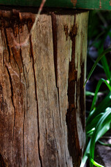 A weathered wooden post or tree stump reveals its intricate cracks and deep textures, highlighted...