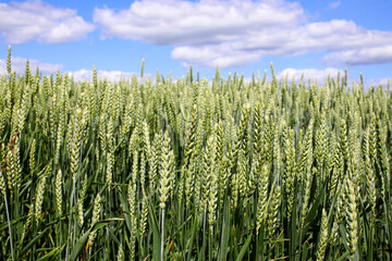 Green, not yet ripe wheat, rye field. Image of green wheat spike. Blue sky with white clouds....