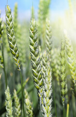 Green, not yet ripe wheat, rye field. Image of green wheat spike. Blue sky with white clouds....