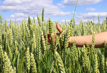 Green, not yet ripe wheat, rye field is carefully supported by a child's hand. Image of a green ear...