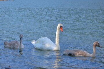 A graceful swan glides across the calm surface of a lake, its reflection mirrored in the still water. A peaceful moment in nature, full of elegance and quiet beauty.